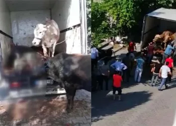 Kapalı kasa kamyonette havasız kalan 4 kurbanlık öldü