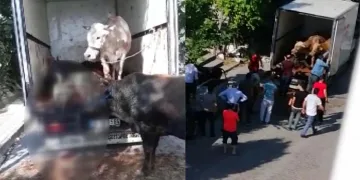 Kapalı kasa kamyonette havasız kalan 4 kurbanlık öldü