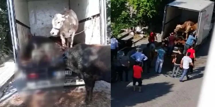 Kapalı kasa kamyonette havasız kalan 4 kurbanlık öldü