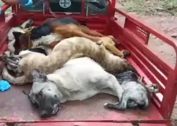 Köpeklerin diri diri gömüldükleri iddiasına soruşturma