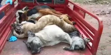 Köpeklerin diri diri gömüldükleri iddiasına soruşturma
