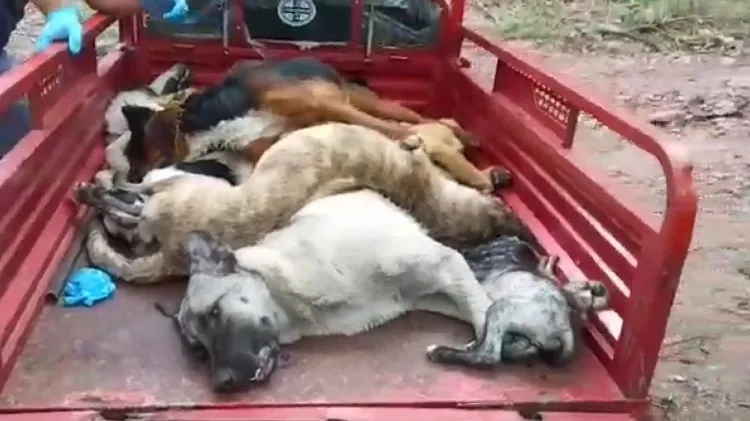 Köpeklerin diri diri gömüldükleri iddiasına soruşturma