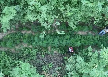 Bursa’da ormanı ‘Kenevir’ ile yeşilleştirmişler