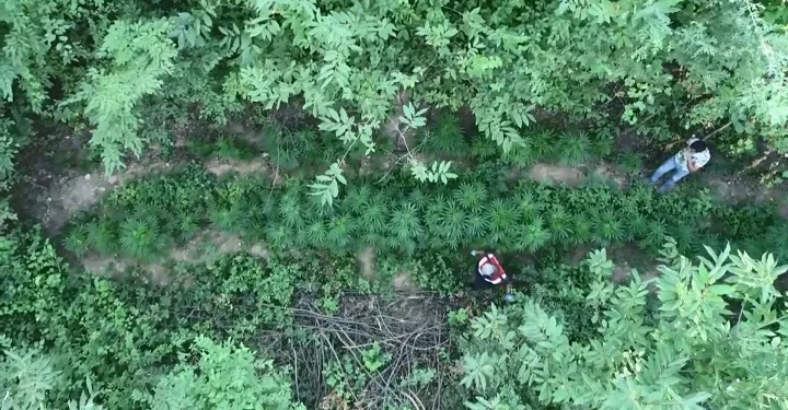 Bursa’da ormanı ‘Kenevir’ ile yeşilleştirmişler