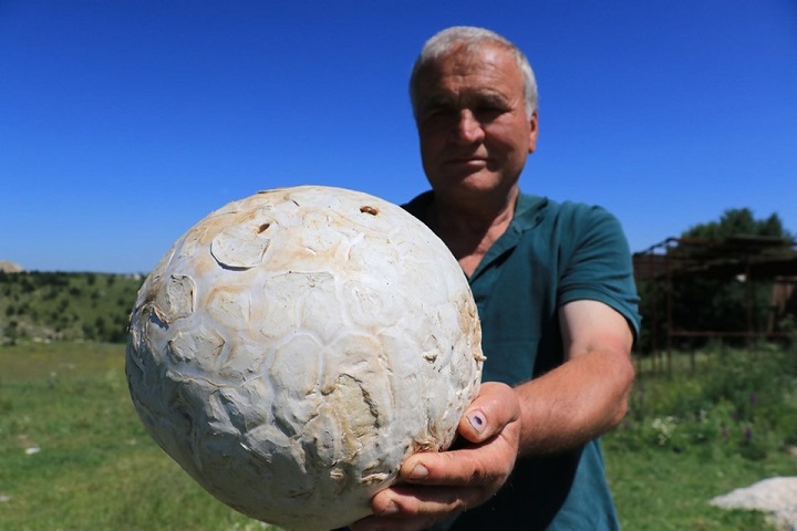 Futbol topu sandı, 5 kiloluk mantar çıktı