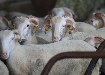 Bilim Kurulu Üyesi: Kurban etinden virüs bulaşabilir
