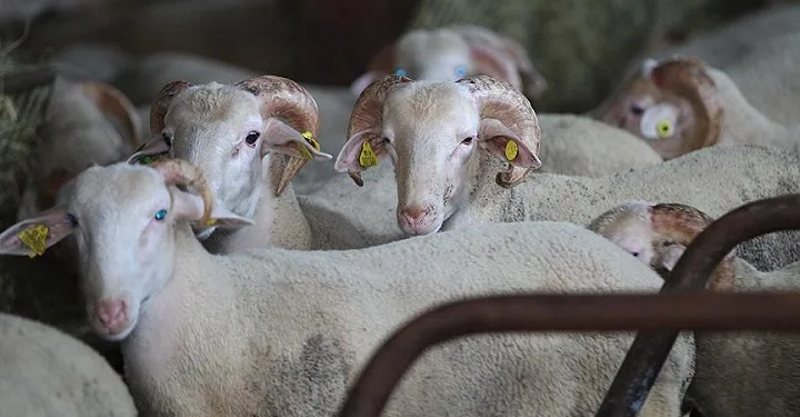 Bilim Kurulu Üyesi: Kurban etinden virüs bulaşabilir