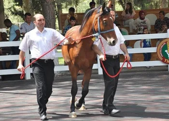 Bursa’da 67 Safkan Arap tayı satıldı