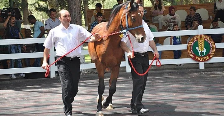 Bursa’da 67 Safkan Arap tayı satıldı