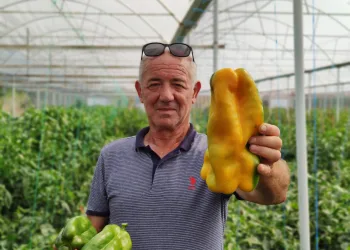 Bursalı çiftçi 1 kiloluk dolmalık bibere alıcı bulamıyor