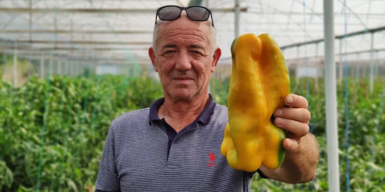 Bursalı çiftçi 1 kiloluk dolmalık bibere alıcı bulamıyor