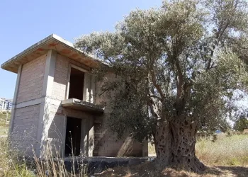 1500 yıllık anıt ağacının önüne villa yapıldı