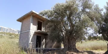 1500 yıllık anıt ağacının önüne villa yapıldı