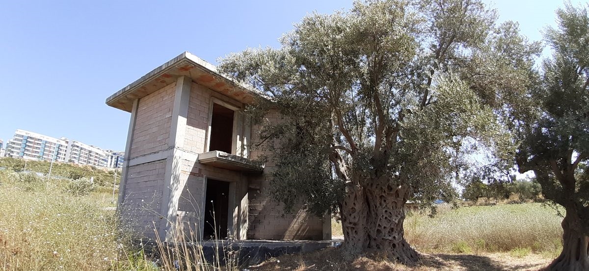 1500 yıllık anıt ağacının önüne villa yapıldı