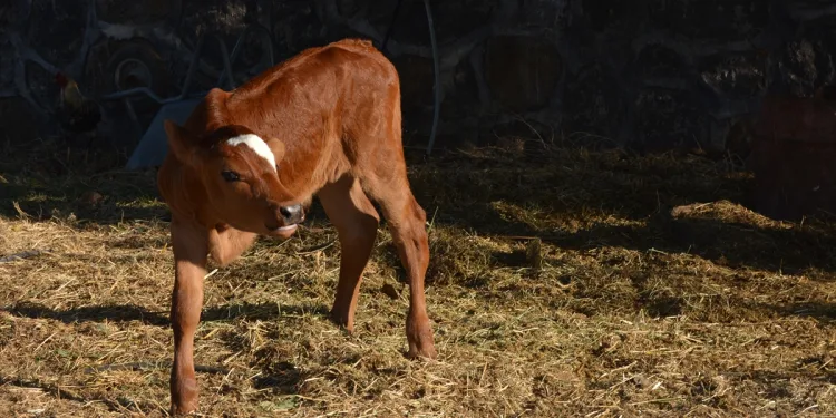 3 ayaklı doğan buzağıya protez bacak yaptırmak istiyor