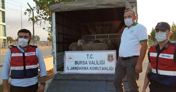 Bursa’da çalınan koyunları jandarma buldu