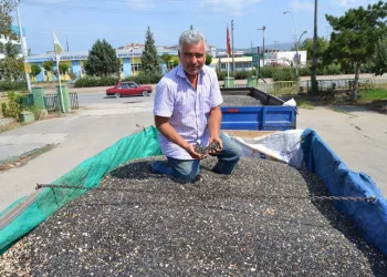 Yenişehir’de yağlık ayçiçeği alımı başladı