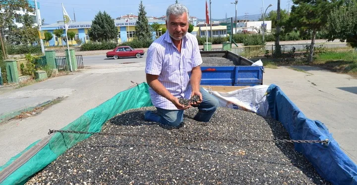 Yenişehir’de yağlık ayçiçeği alımı başladı