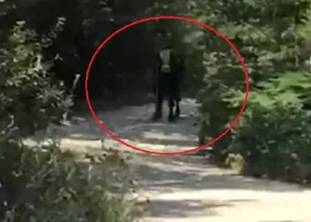 Bursa’da kaçan boğa, iki kişiyi hastanelik etti