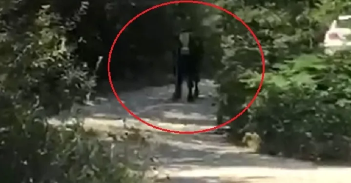 Bursa’da kaçan boğa, iki kişiyi hastanelik etti