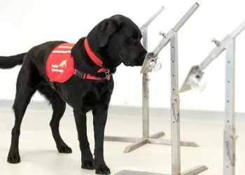 Köpekler koronavirüsü koklayabilir mi?