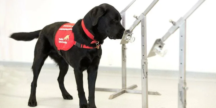 Köpekler koronavirüsü koklayabilir mi?