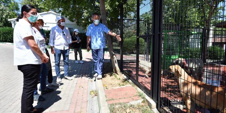 Avrupa’nın en modern barınağı Türkiye’ye örnek oluyor