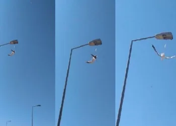 Ayağına maske takılan martı, direkte asılı kaldı