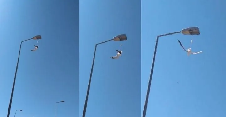 Ayağına maske takılan martı, direkte asılı kaldı