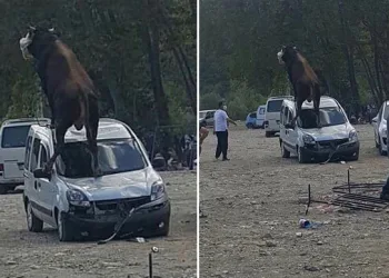 Kurbanlık boğa, park halindeki aracın üstüne çıktı