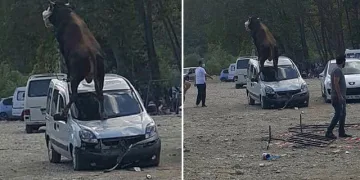 Kurbanlık boğa, park halindeki aracın üstüne çıktı