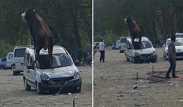 Kurbanlık boğa, park halindeki aracın üstüne çıktı