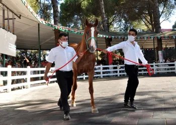 Açık artırmada, ev fiyatına tay