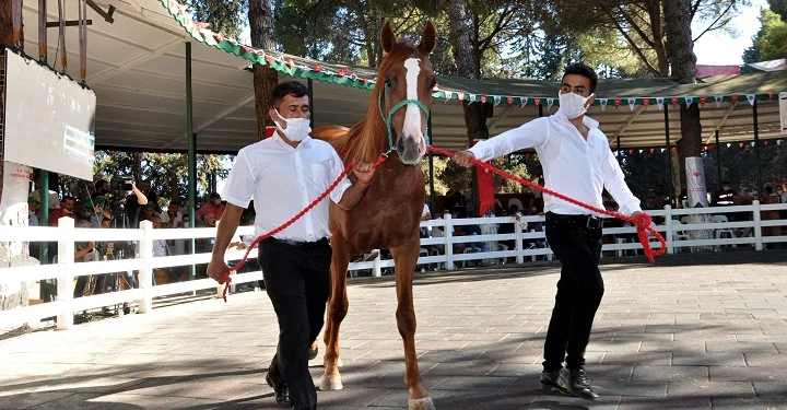Açık artırmada, ev fiyatına tay