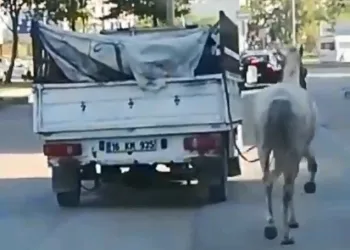 Bursa’da kamyonetin arkasına bağladığı atı peşinden koşturdu