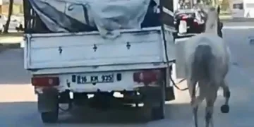 Bursa’da kamyonetin arkasına bağladığı atı peşinden koşturdu