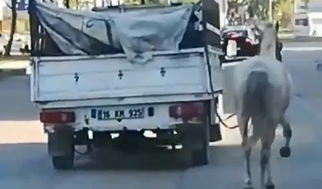 Bursa’da kamyonetin arkasına bağladığı atı peşinden koşturdu