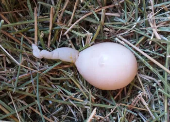 Kuyruklu tavuk yumurtası görenleri şaşırtıyor