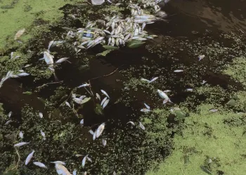 Karacabey’de Canbalı Deresi’nde balık ölümleri