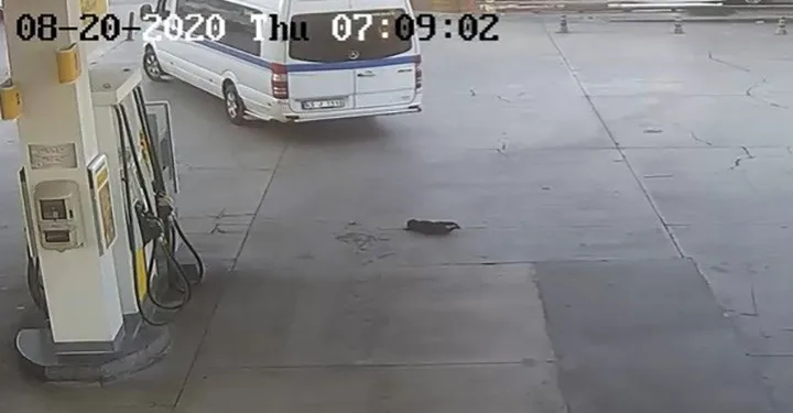 Yavru köpeği ezip geçti