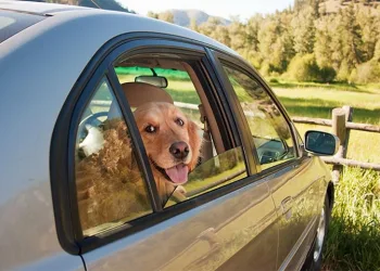Köpeğinin ölümüne sebep olan kadına dava açılıyor