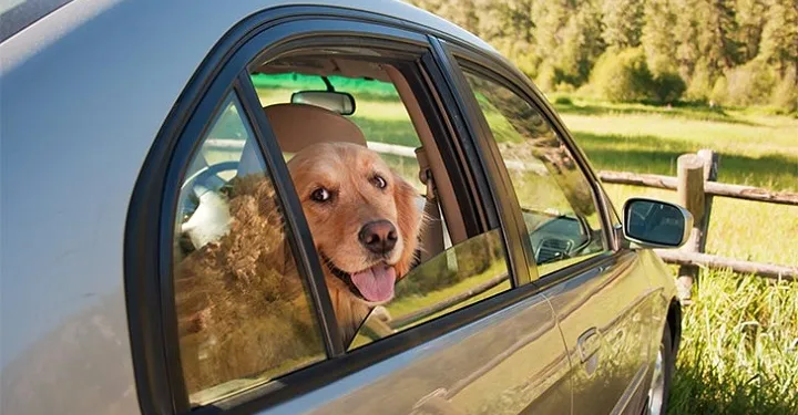 Köpeğinin ölümüne sebep olan kadına dava açılıyor