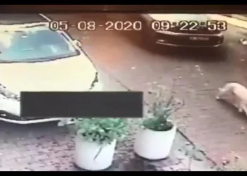 Köpeğe çarpıp kaçmıştı! Durumu kritik