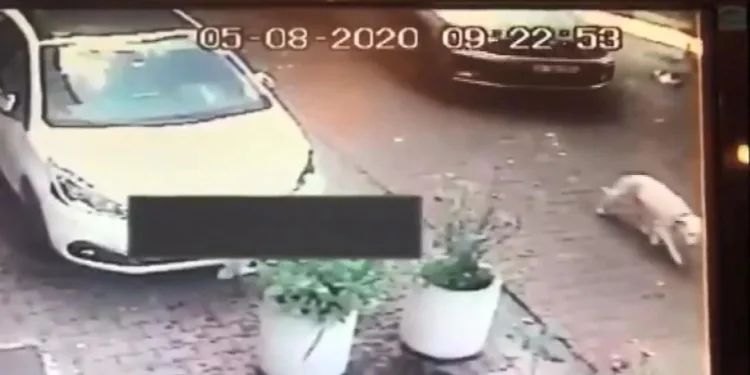 Köpeğe çarpıp kaçmıştı! Durumu kritik