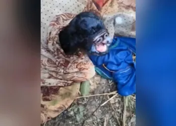 Burunsuz doğan oğlağı kutsal sayıp tanrı kabul ettiler