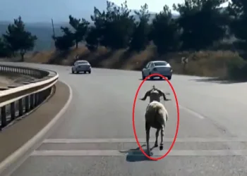 Bursa’da kaçan kurbanlık koç 4 kilometre koştu