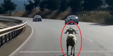 Bursa’da kaçan kurbanlık koç 4 kilometre koştu
