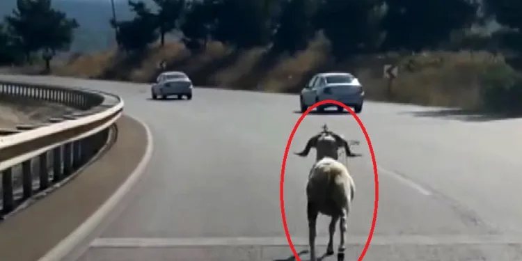 Bursa’da kaçan kurbanlık koç 4 kilometre koştu