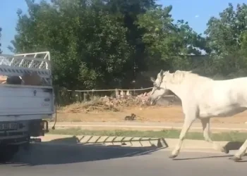 Bursa’da sıcağın altında kilometrelerce koşturuldu