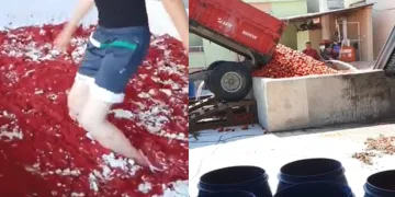 Skandal görüntü! Salça havuzunda ayaklarıyla domates çiğnedi